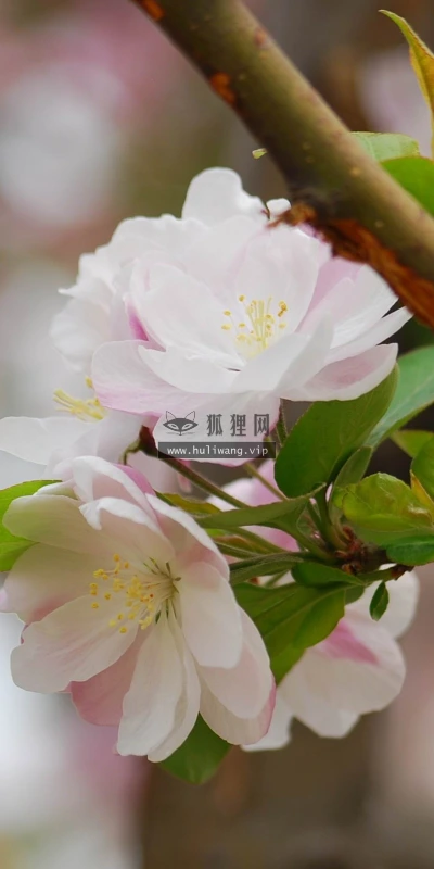 【12219】植物壁纸  2K 高清壁纸2560_1600@青蛙壁纸-笨猫小站