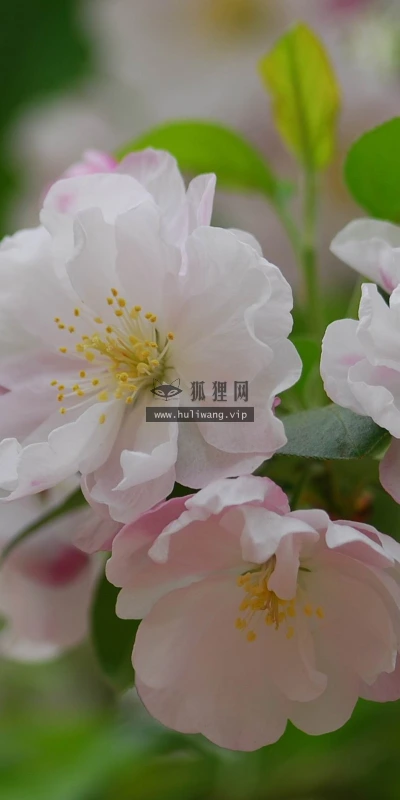 【12220】植物壁纸  2K 高清壁纸2560_1600@青蛙壁纸-笨猫小站