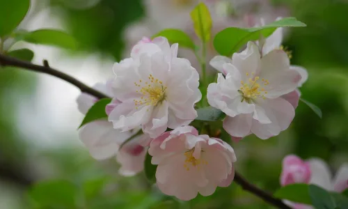 【12220】植物壁纸  2K 高清壁纸2560_1600@青蛙壁纸-笨猫小站