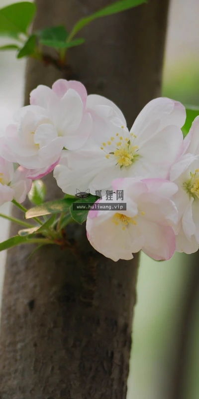 【12221】植物壁纸  2K 高清壁纸2560_1600@青蛙壁纸-笨猫小站