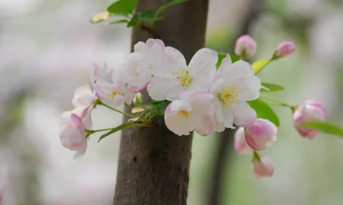 【12221】植物壁纸  2K 高清壁纸2560_1600@青蛙壁纸-笨猫小站