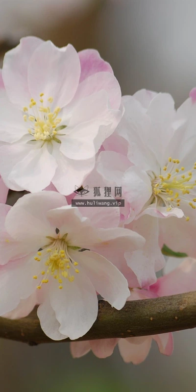 【12222】植物壁纸  2K 高清壁纸2560_1600@青蛙壁纸-笨猫小站