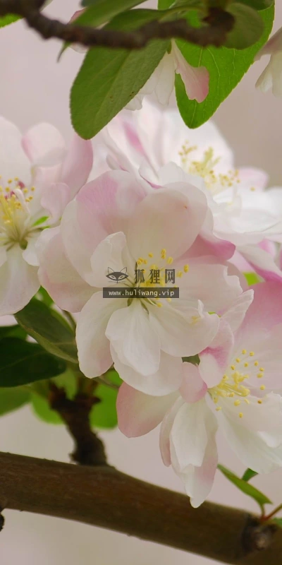 【12224】植物壁纸  2K 高清壁纸2560_1600@青蛙壁纸-笨猫小站