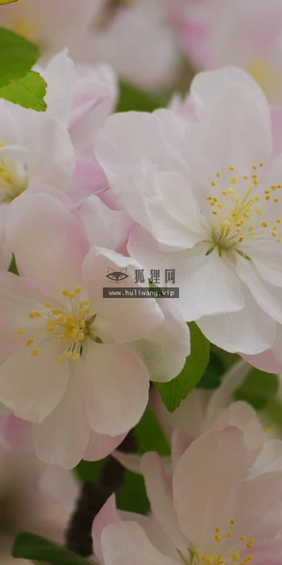 【12225】植物壁纸  2K 高清壁纸2560_1600@青蛙壁纸-笨猫小站
