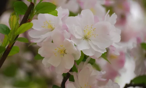 【12225】植物壁纸  2K 高清壁纸2560_1600@青蛙壁纸-笨猫小站