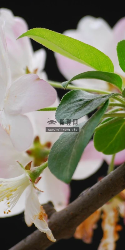 【12226】植物壁纸  2K 高清壁纸2560_1600@青蛙壁纸-笨猫小站