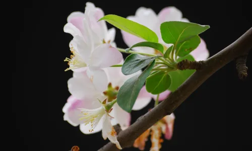 【12226】植物壁纸  2K 高清壁纸2560_1600@青蛙壁纸-笨猫小站
