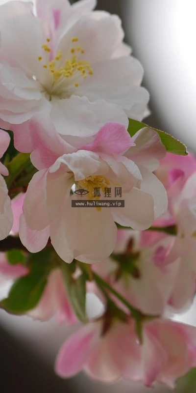 【12227】植物壁纸  2K 高清壁纸2560_1600@青蛙壁纸-笨猫小站
