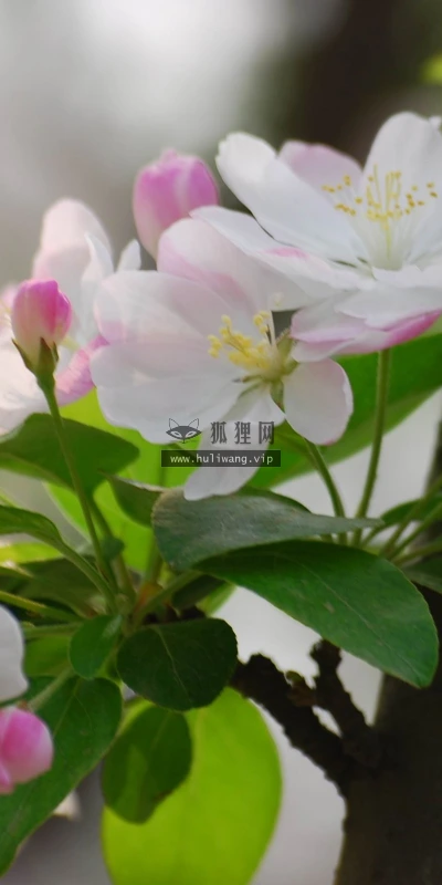 【12228】植物壁纸  2K 高清壁纸2560_1600@青蛙壁纸-笨猫小站