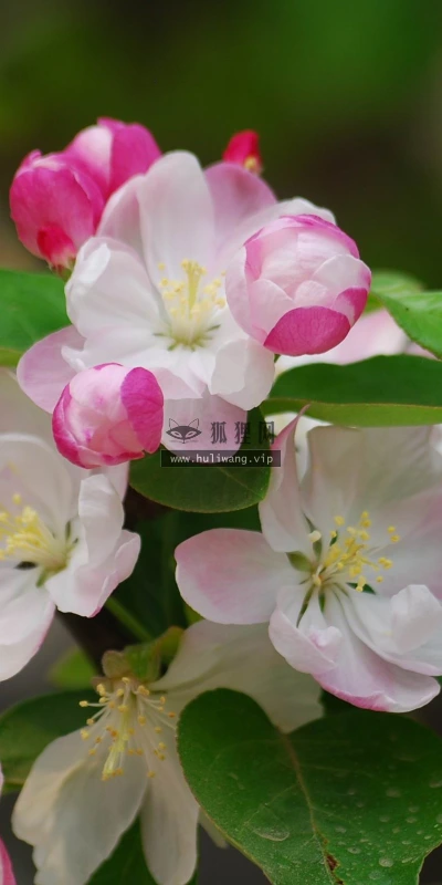 【12230】植物壁纸  2K 高清壁纸2560_1600@青蛙壁纸-笨猫小站