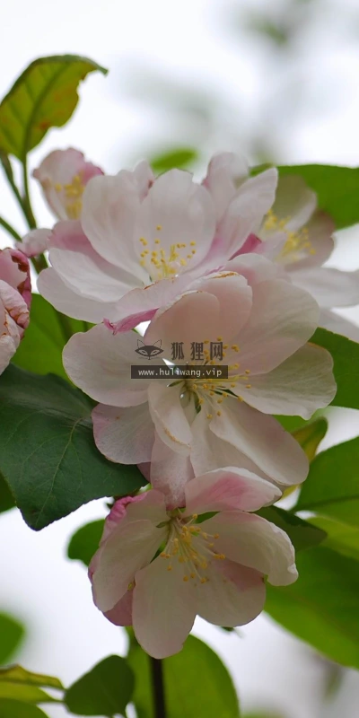 【12231】植物壁纸  2K 高清壁纸2560_1600@青蛙壁纸-笨猫小站