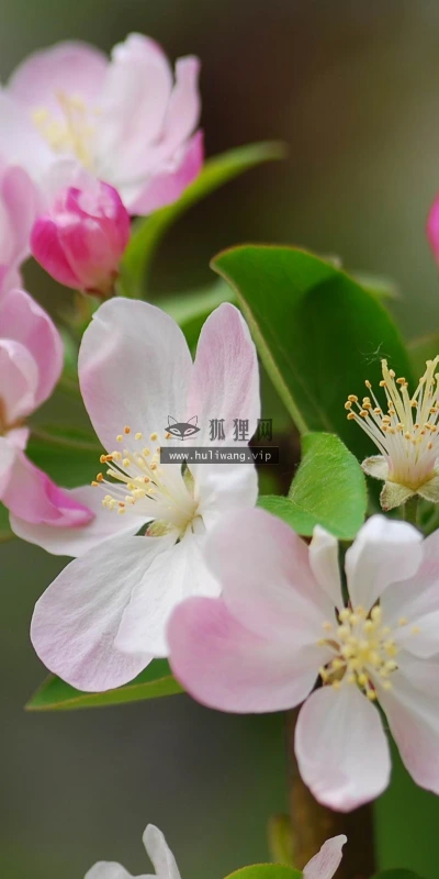 【12232】植物壁纸  2K 高清壁纸2560_1600@青蛙壁纸-笨猫小站