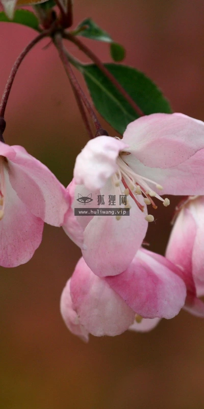 【12233】植物壁纸  2K 高清壁纸2560_1600@青蛙壁纸-笨猫小站