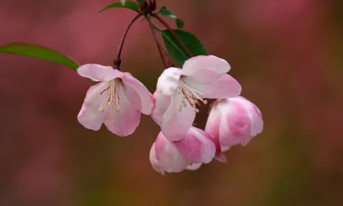 【12233】植物壁纸  2K 高清壁纸2560_1600@青蛙壁纸-笨猫小站