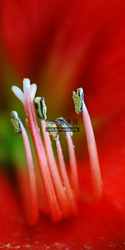 【12234】植物壁纸  2K 高清壁纸2560_1600@青蛙壁纸-笨猫小站