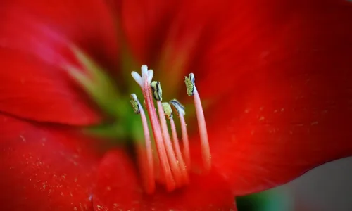 【12234】植物壁纸  2K 高清壁纸2560_1600@青蛙壁纸-笨猫小站