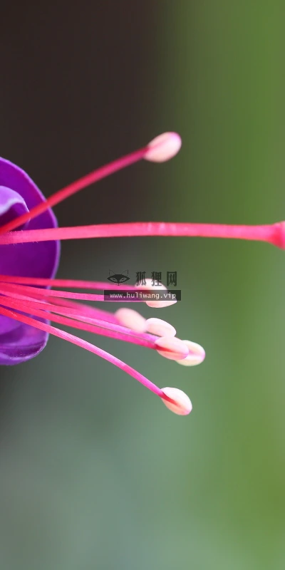 【12236】植物壁纸  2K 高清壁纸2560_1600@青蛙壁纸-笨猫小站