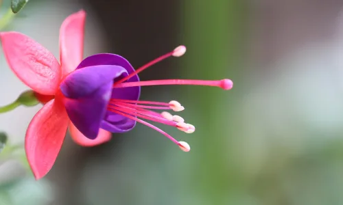 【12236】植物壁纸  2K 高清壁纸2560_1600@青蛙壁纸-笨猫小站