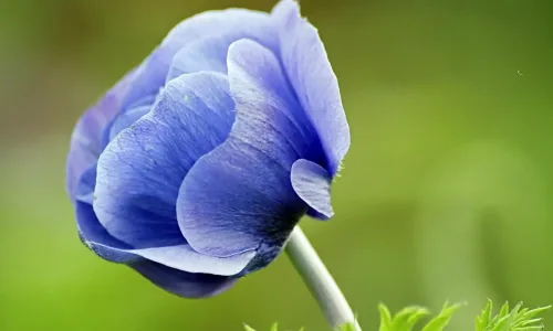【12237】植物壁纸  2K 高清壁纸2560_1600@青蛙壁纸-笨猫小站