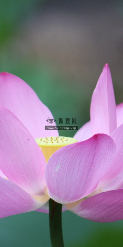 【12238】植物壁纸  2K 高清壁纸2560_1600@青蛙壁纸-笨猫小站