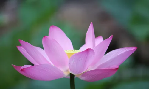 【12238】植物壁纸  2K 高清壁纸2560_1600@青蛙壁纸-笨猫小站
