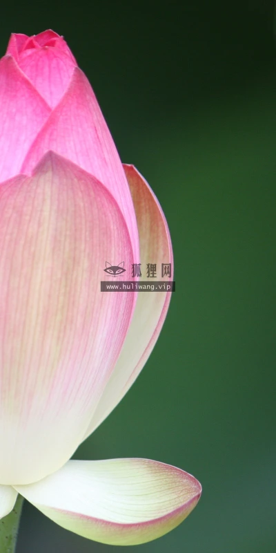 【12240】植物壁纸  2K 高清壁纸2560_1600@青蛙壁纸-笨猫小站