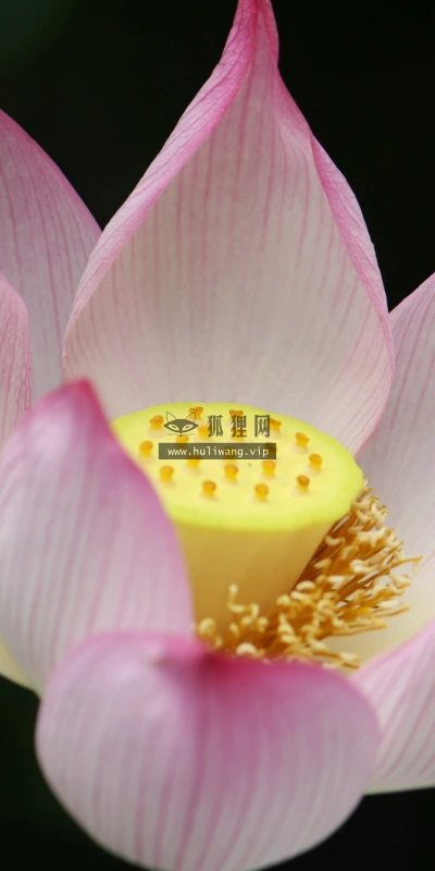【12241】植物壁纸  2K 高清壁纸2560_1600@青蛙壁纸-笨猫小站