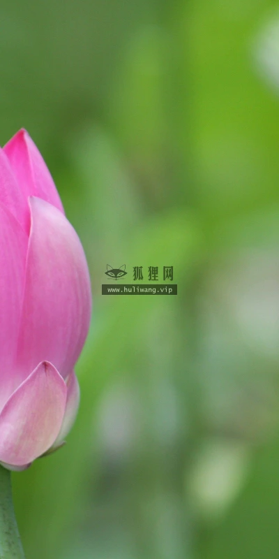 【12242】植物壁纸  2K 高清壁纸2560_1600@青蛙壁纸-笨猫小站