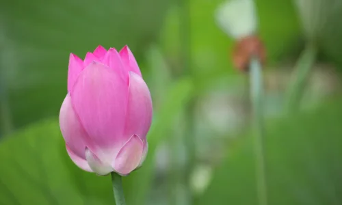 【12242】植物壁纸  2K 高清壁纸2560_1600@青蛙壁纸-笨猫小站