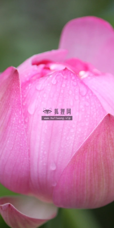 【12243】植物壁纸  2K 高清壁纸2560_1600@青蛙壁纸-笨猫小站