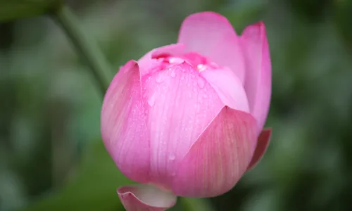 【12243】植物壁纸  2K 高清壁纸2560_1600@青蛙壁纸-笨猫小站