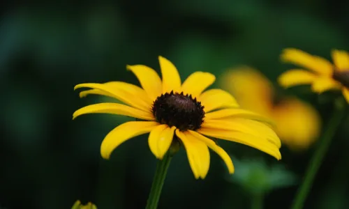 【12244】植物壁纸  2K 高清壁纸2560_1600@青蛙壁纸-笨猫小站