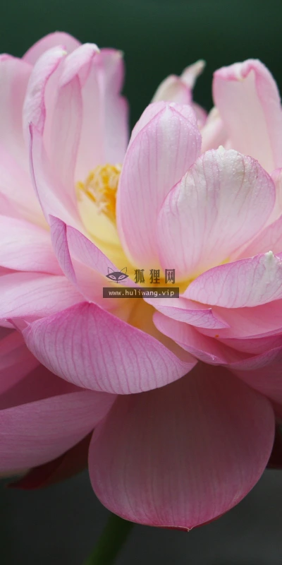 【12245】植物壁纸  2K 高清壁纸2560_1600@青蛙壁纸-笨猫小站