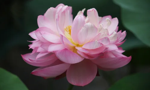 【12245】植物壁纸  2K 高清壁纸2560_1600@青蛙壁纸-笨猫小站