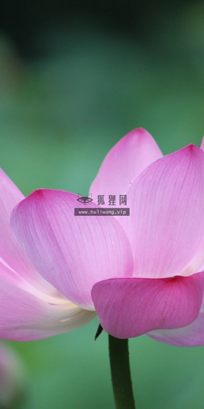 【12248】植物壁纸  2K 高清壁纸2560_1600@青蛙壁纸-笨猫小站