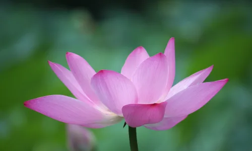 【12248】植物壁纸  2K 高清壁纸2560_1600@青蛙壁纸-笨猫小站