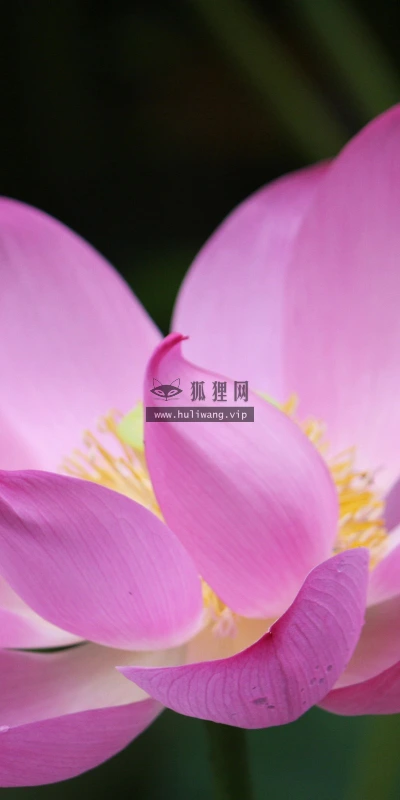 【12249】植物壁纸  2K 高清壁纸2560_1600@青蛙壁纸-笨猫小站