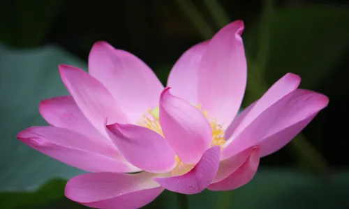 【12249】植物壁纸  2K 高清壁纸2560_1600@青蛙壁纸-笨猫小站