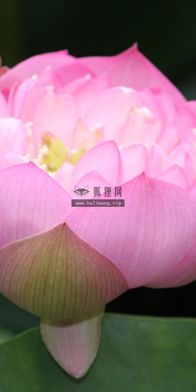 【12251】植物壁纸  2K 高清壁纸2560_1600@青蛙壁纸-笨猫小站