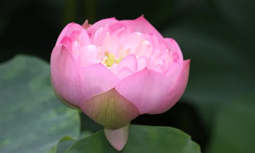 【12251】植物壁纸  2K 高清壁纸2560_1600@青蛙壁纸-笨猫小站