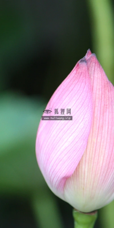 【12252】植物壁纸  2K 高清壁纸2560_1600@青蛙壁纸-笨猫小站