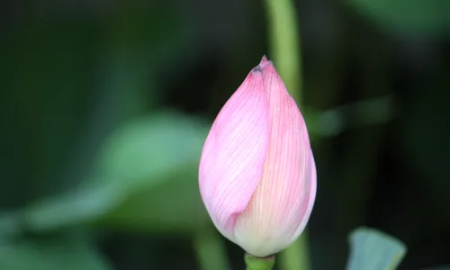 【12252】植物壁纸  2K 高清壁纸2560_1600@青蛙壁纸-笨猫小站