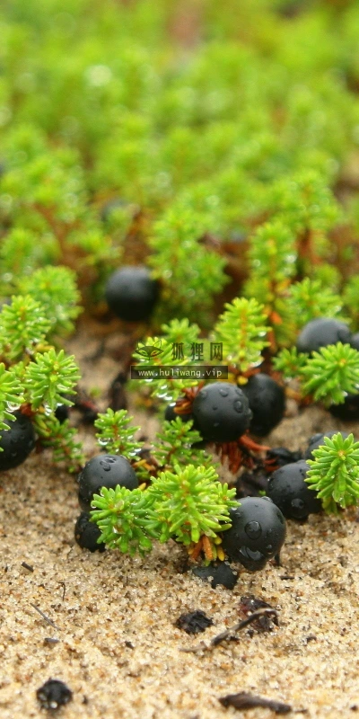【12253】植物壁纸  2K 高清壁纸2560_1600@青蛙壁纸-笨猫小站