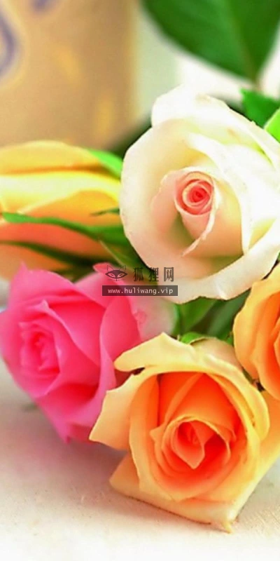 【12254】植物壁纸  2K 高清壁纸2560_1600@青蛙壁纸-笨猫小站