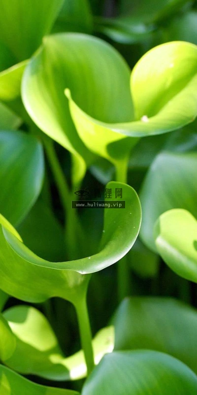 【12255】植物壁纸  2K 高清壁纸2560_1600@青蛙壁纸-笨猫小站
