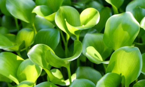 【12255】植物壁纸  2K 高清壁纸2560_1600@青蛙壁纸-笨猫小站