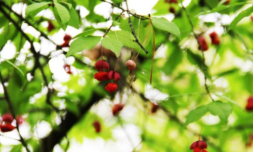 【12256】植物壁纸  2K 高清壁纸2560_1600@青蛙壁纸-笨猫小站