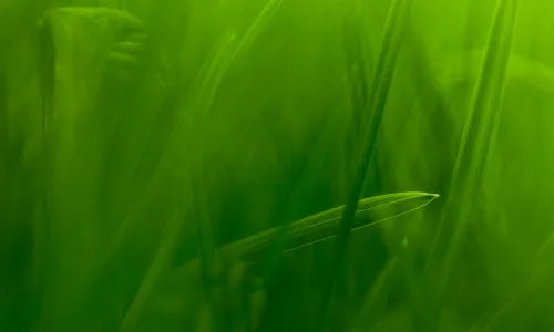 【12259】植物壁纸  2K 高清壁纸2560_1600@青蛙壁纸-笨猫小站