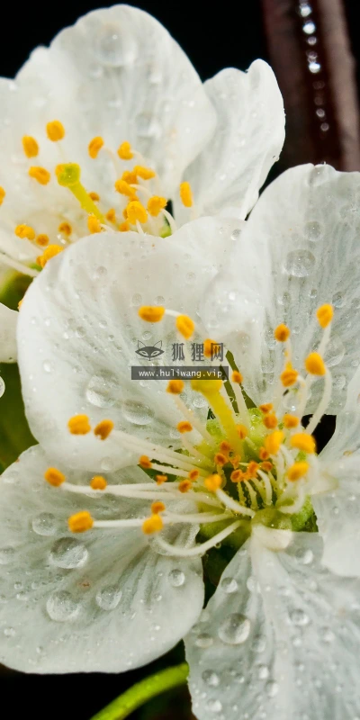 【12261】植物壁纸  2K 高清壁纸2560_1600@青蛙壁纸-笨猫小站