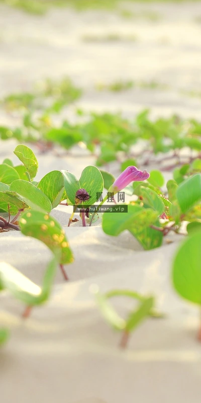 【12262】植物壁纸  2K 高清壁纸2560_1600@青蛙壁纸-笨猫小站